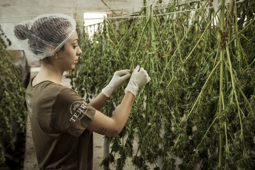 hemp plant
﻿